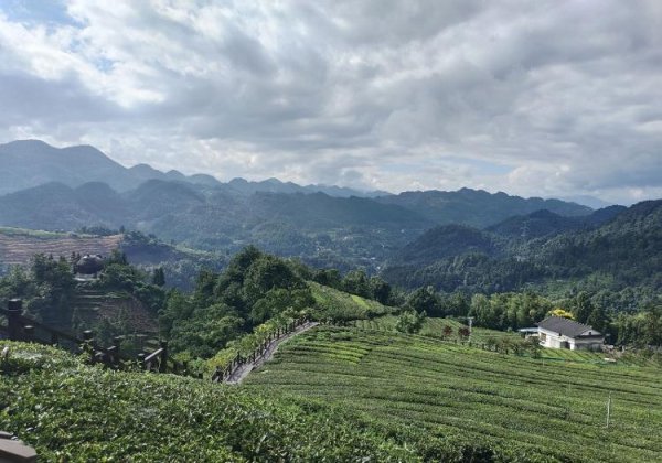 漢崋资本 从茶马古道到新式茶饮 恩施茶“泡”出百亿大产业